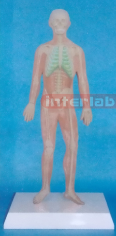 SMALL HUMAN SKELETON SYSTEM MODEL